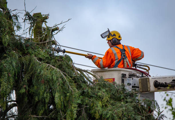 How Our Tree Care Process Works  in  Leander, TX