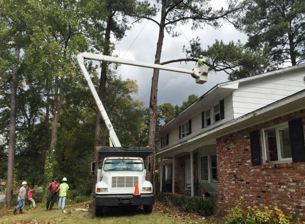 Best Emergency Tree Removal  in Leander, TX