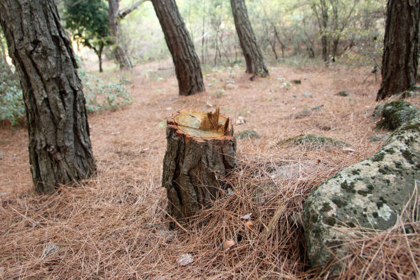 Best Tree Risk Assessment  in Leander, TX