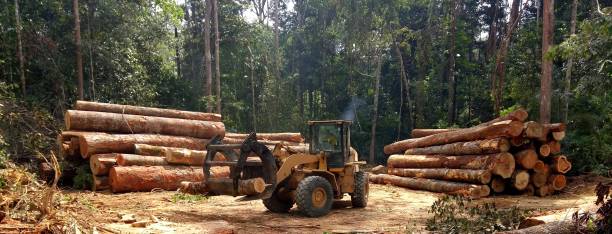 Best Tree Disease Treatment  in Leander, TX
