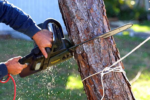 Best Aeration Services  in Leander, TX
