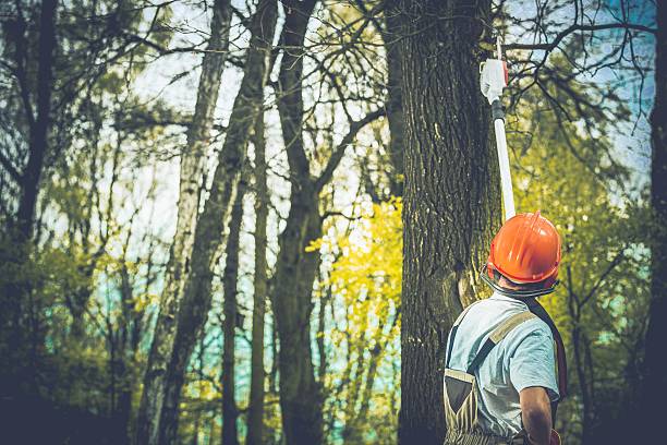 Best Stump Grinding and Removal  in Leander, TX