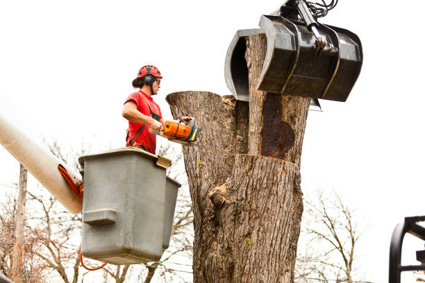 Best Storm Damage Tree Cleanup  in Leander, TX